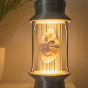 dolphin string lamp