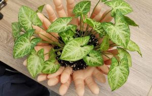 multi hands vase